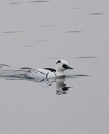 Smew