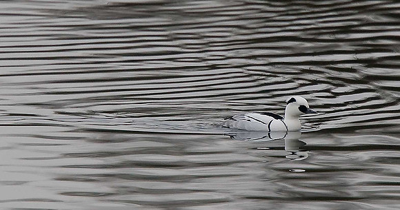 Smew