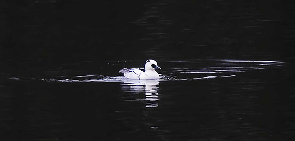 Smew