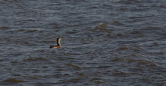 Red-throated Diver