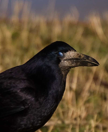 Rook
