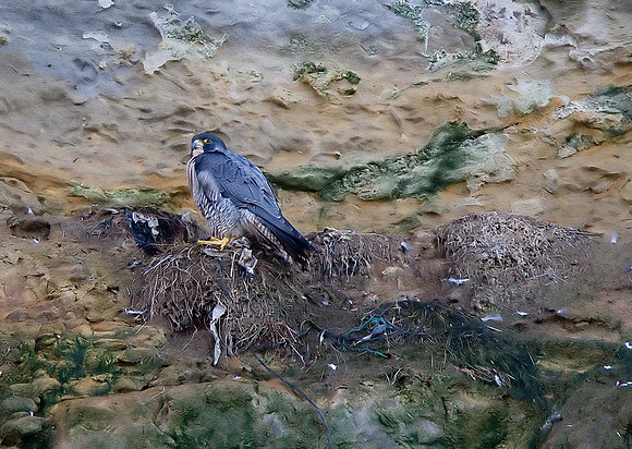 Peregrine