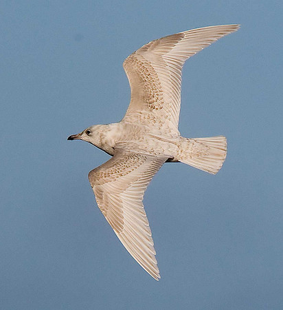Iceland/Kumlien's Gull