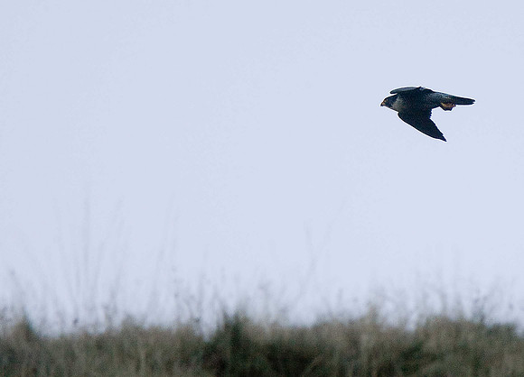 Peregrine