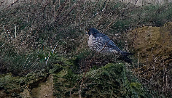 Peregrine
