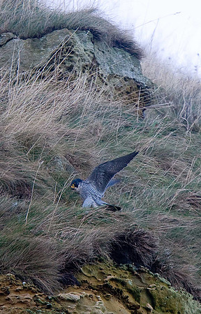 Peregrine