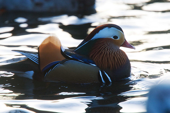 Mandarin