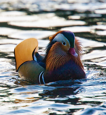 Mandarin