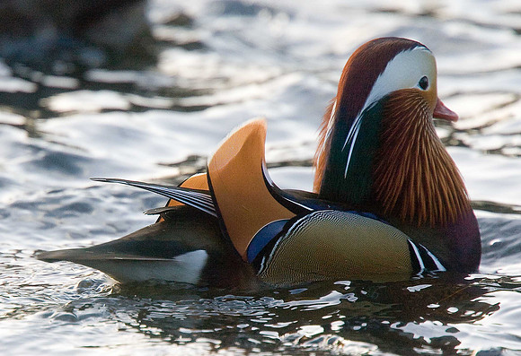 Mandarin