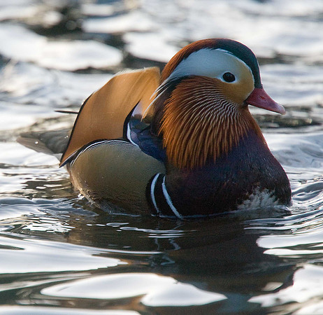 Mandarin