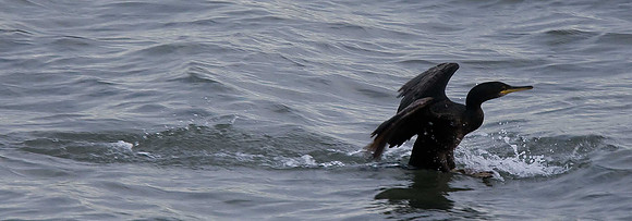 Cormorant