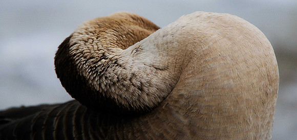 Swan Goose