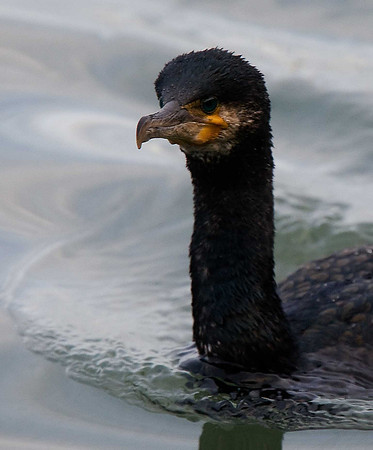 Cormorant