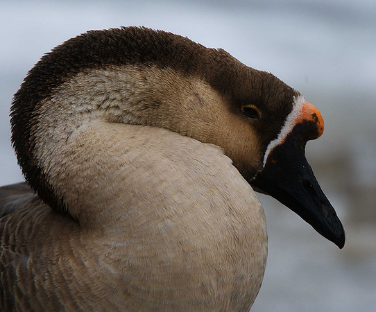 Swan Goose