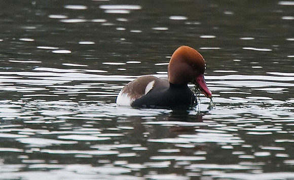 Red-crested Pochard