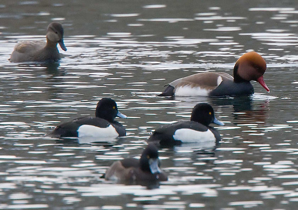 Red-crested Pochard