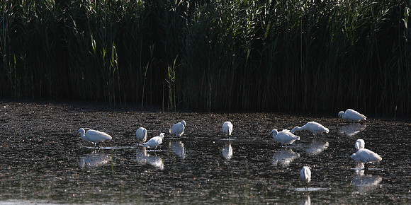 Little Egrets x11