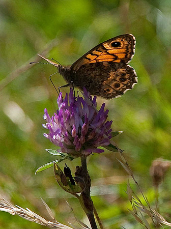 Wall