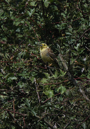 Yellowhammer