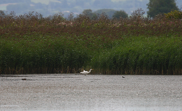Great White Egret