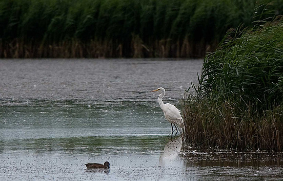 Great White Egret