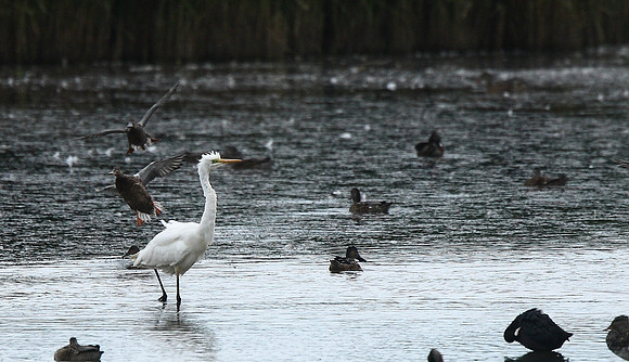 Great White Egret
