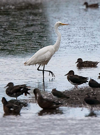Great White Egret