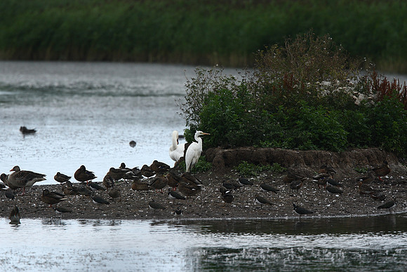 Great White Egret