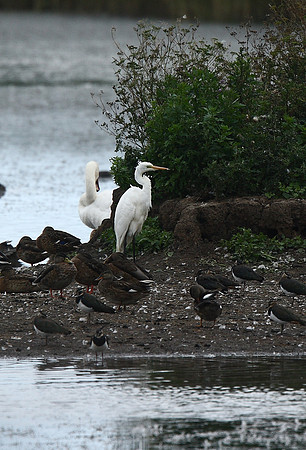 Great White Egret