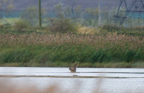 Pallid Harrier