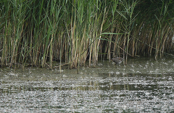 Spotted Crake