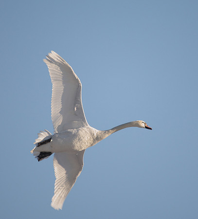 Mute Swan