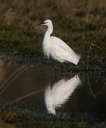 Little Egret