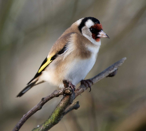 Goldfinch