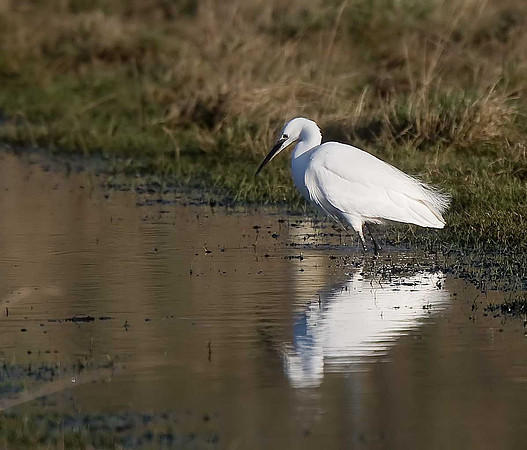 Little Egret