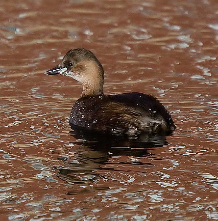 Little Grebe