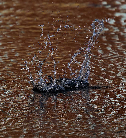 Little Grebe dived