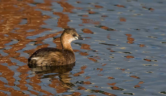 Little Grebe