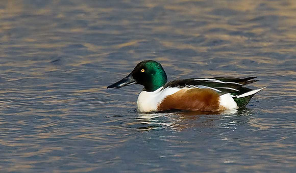 Shoveler