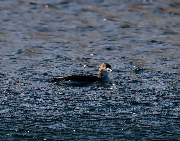 Black-throated Diver
