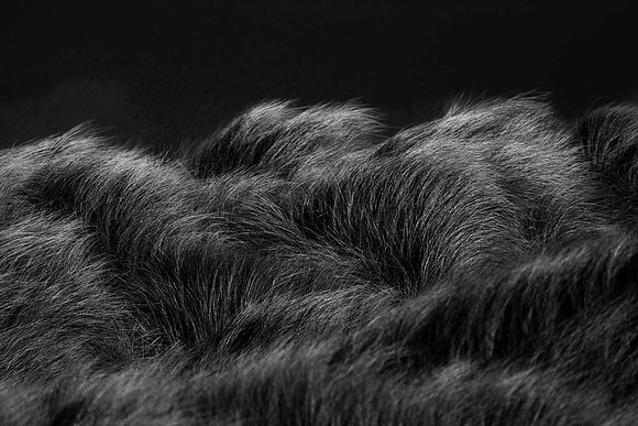 Marram Grass