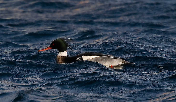 Red-breasted Merganser