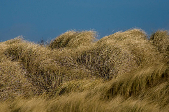 Marram Grass