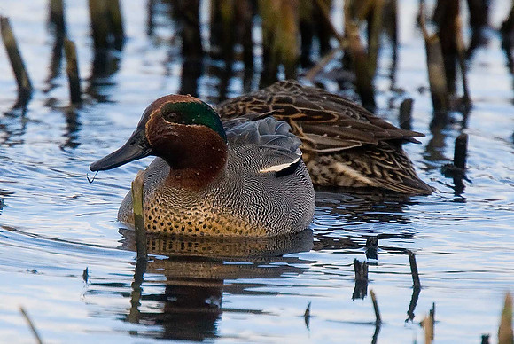 Teal