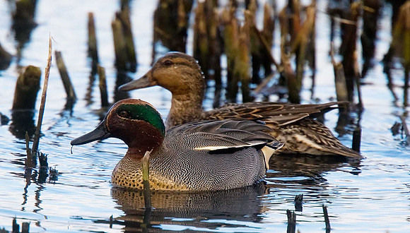 Teal