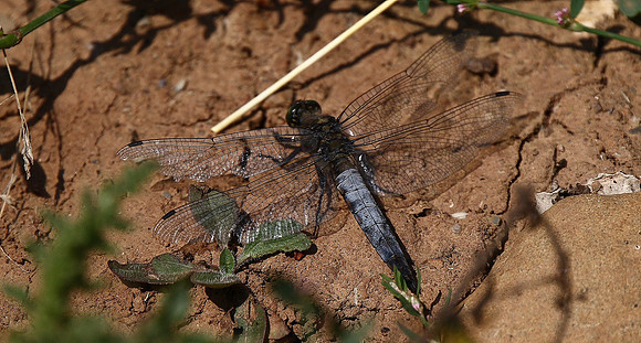 Black-tailed Skimmer