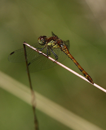 Common Darter