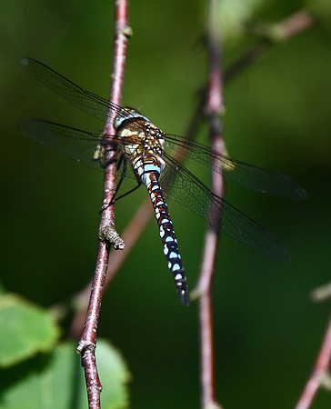 Common Hawker