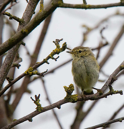 Willow Warbler