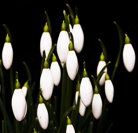 Galanthus nivalis